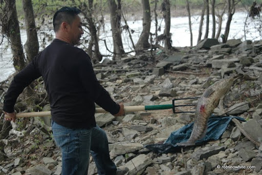 potomac pitchfork snakhead