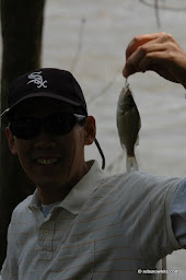 potomac white perch