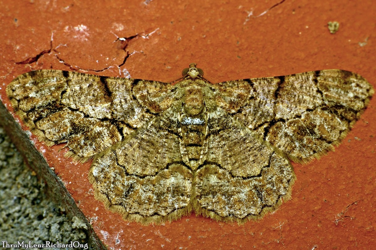 Geometer Moth