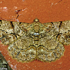 Geometer Moth