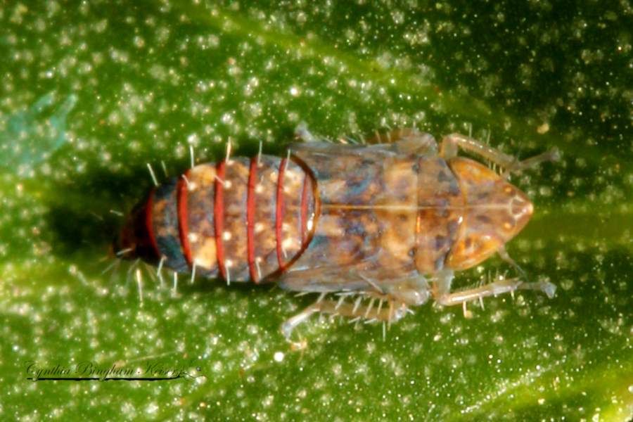 Leafhopper nymph