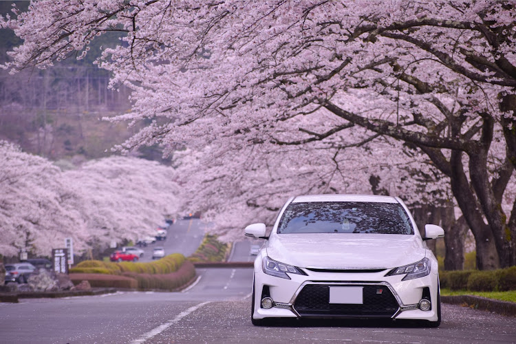 マークXのPickUpチャレンジ・pickUpCarsに選ばれたい・満開の桜・桜並木・一眼レフに関するカスタム事例の投稿画像2枚目