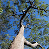 Broad-leaved White Mahogany (stringybark)