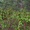 Labrador Tea