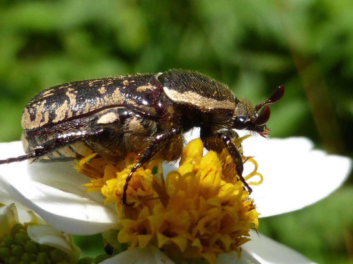 Dark Flower Scarab