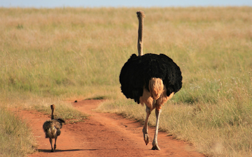 Ostrich mother and child