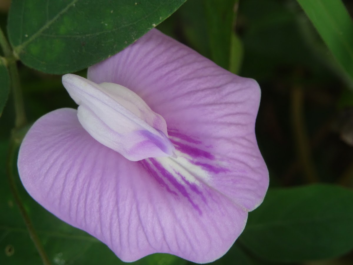 Butterfly pea