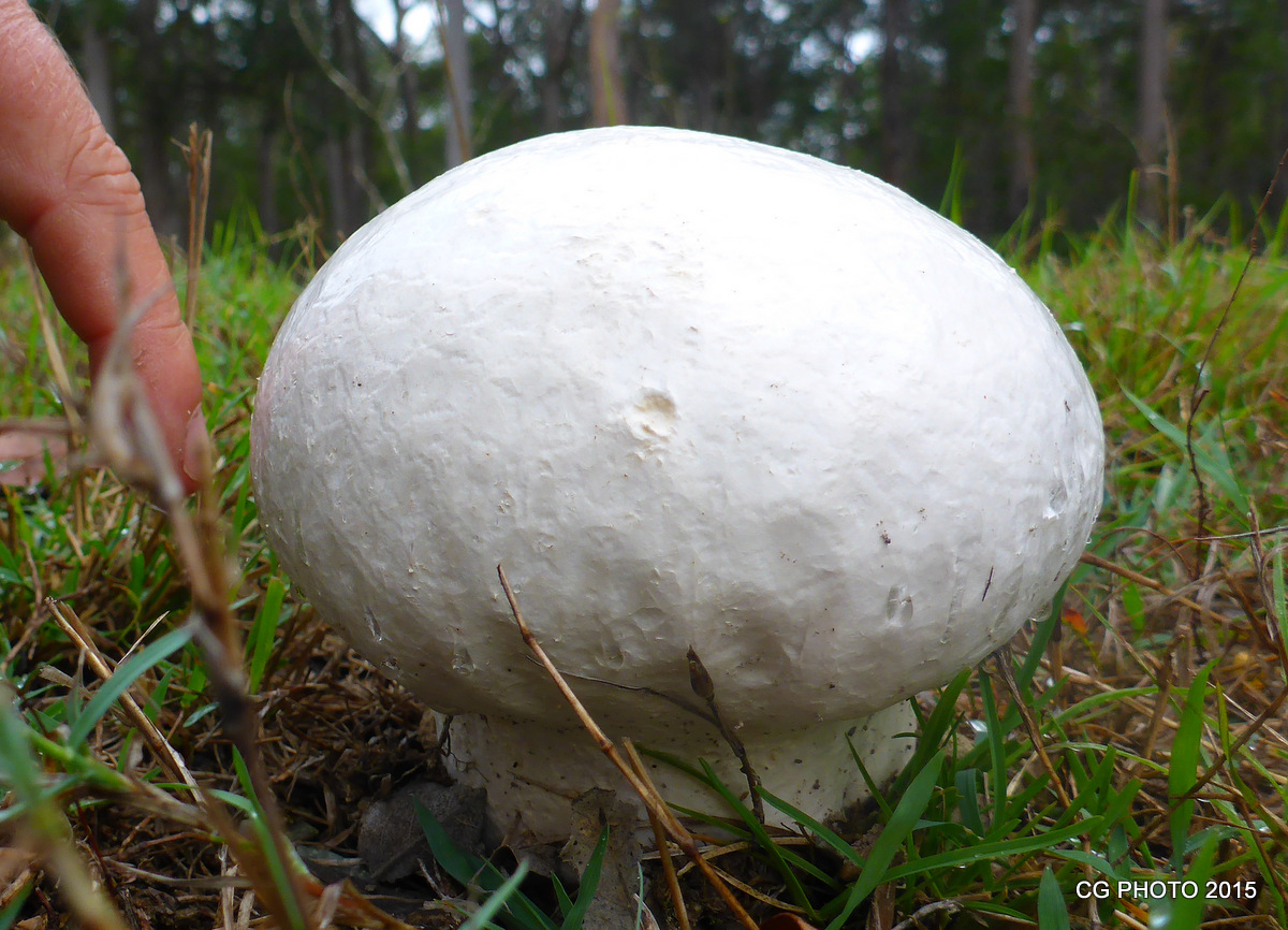 Brain Puffball