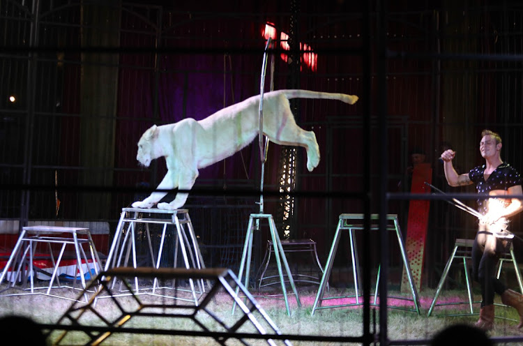 Handler Quinton Louw interacts with a lion during the Mclaren circus performance in Muizenberg.