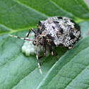 Stink Bug