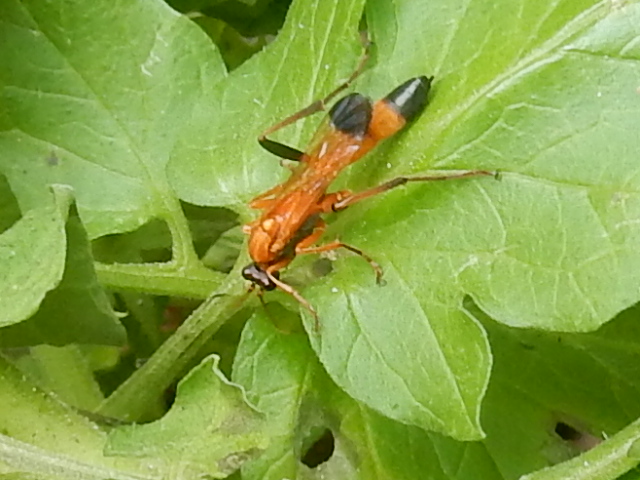 Black-tipped orange ichneumon