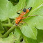 Black-tipped orange ichneumon