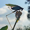 Fork-tailed Bush Katydid