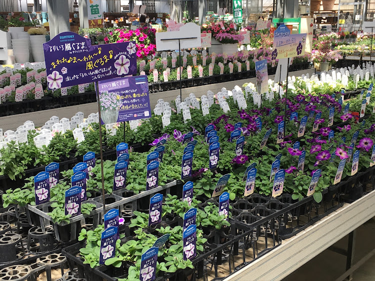 コペンの春☘️の花便り祭り!第十六弾!春の草木を楽しみながらオフ会を楽しんで来ますね！・幸せは自分自身で見出す物で他人から与えられる物では有りません！最高だね！・貧乏しても心❤️の貧乏人には成りたく無いですね！最高だね！・妬み!僻み!は持たず!心❤️豊かに過ごしましょう!最高だね！・人は人です!自分の納得出来る生き方をしましょう!最高だね！に関するカスタム事例の投稿画像36枚目