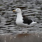 Great black-backed gull