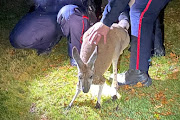 Durham Regional Police Service officers hold an escaped female kangaroo during its recapture in Oshawa, Ontario, Canada December 4, 2023.  
