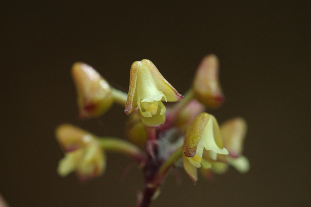 Polystachya orchid