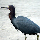 Little Blue Heron