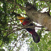 Green-billed toucan