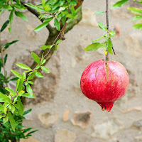 Stagione del melograno di 