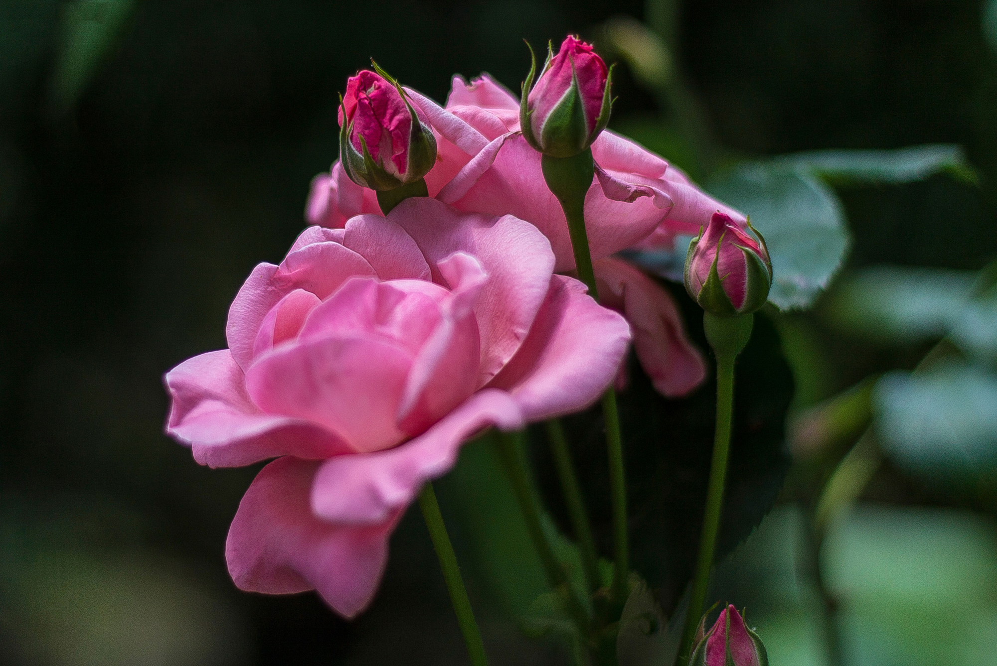 Little roses di Daniela Valeri