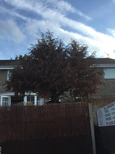 tree removal