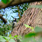 Parus cinereus 蒼背山雀