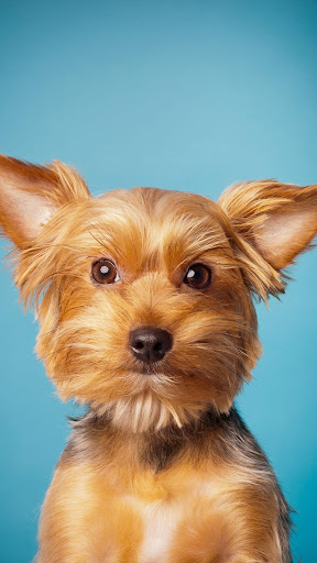 Yorkshire Terrier Wallpaper