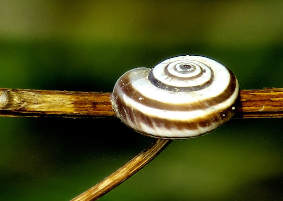 spirale vivente di mariellaturlon