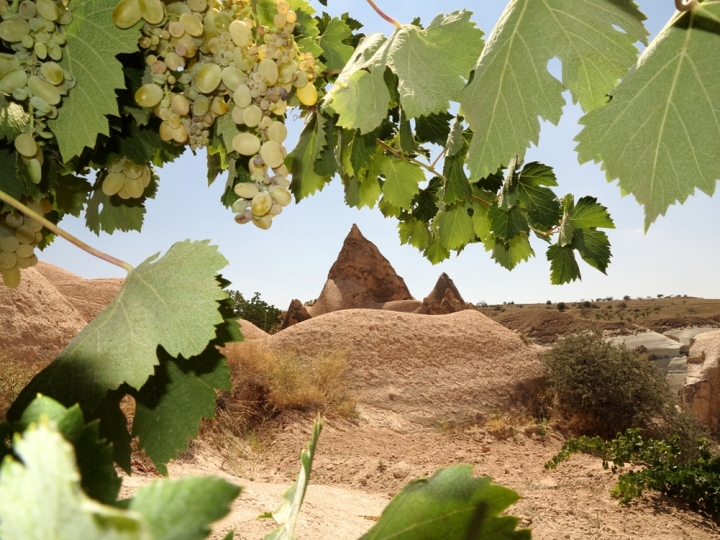 Vigneti in Cappadocia di alecatt