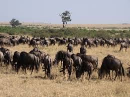 Image result for some wildebeest