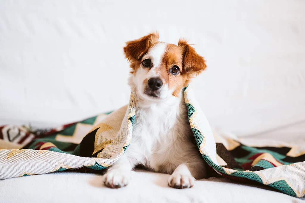Small, alert dog covered with a patterned blanket, sitting on a couch, giving a cute expression, possibly in a cozy apartment setting.