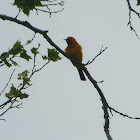 Hooded Oriole