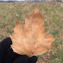 American Sycamore