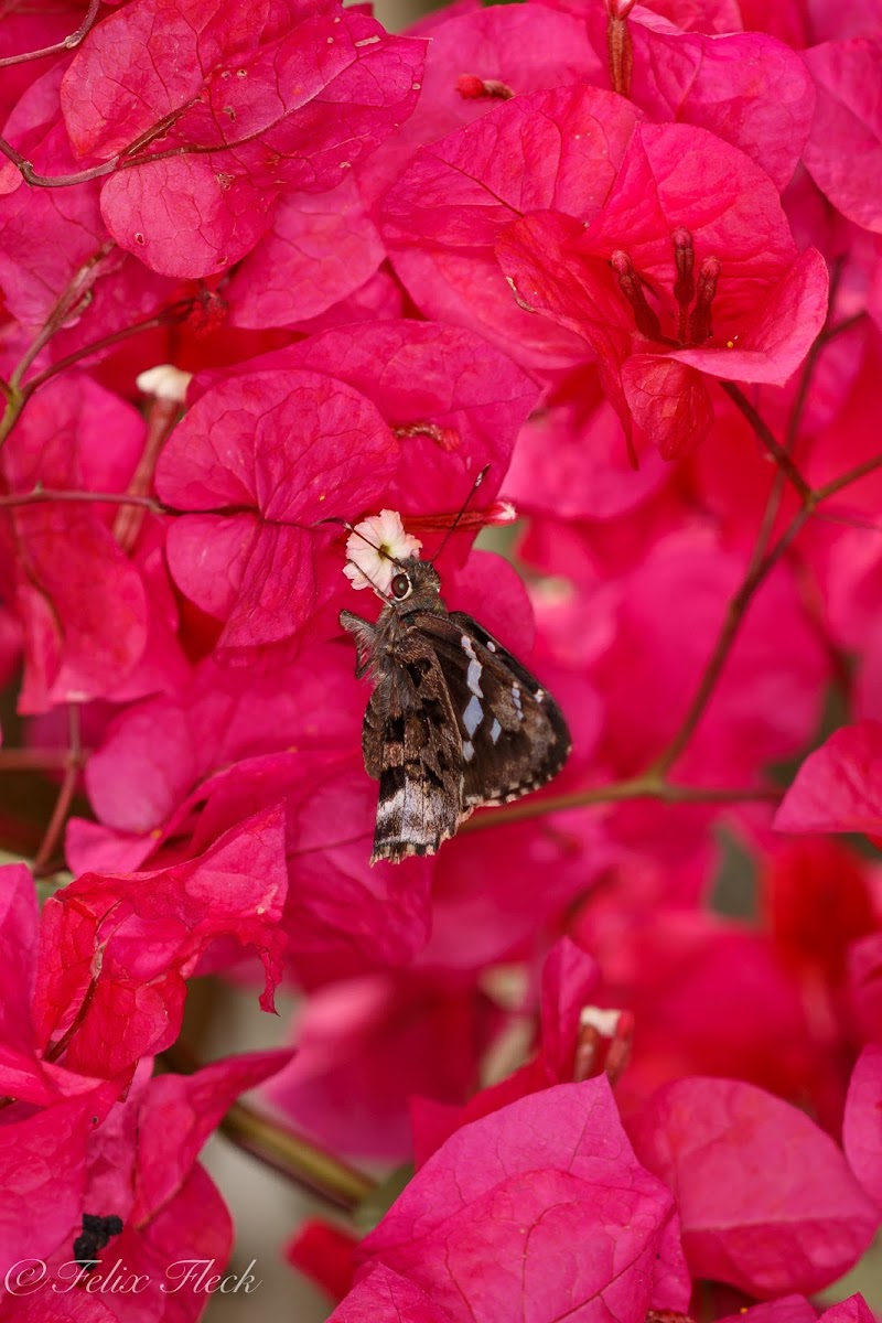 Golden Mottled Skipper