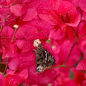 Golden Mottled Skipper