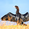 Pygmy Cormorant