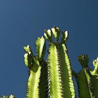 Cactus di 