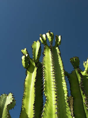 Cactus di okkiazzurri