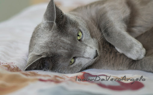 Calm Gray Cat Lounging Comfortably on Soft screenshot 2