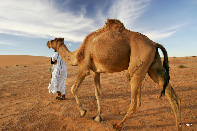 مشاهد من الصحراء والجمال JF6Y1626_DxO