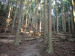 最近伐採された跡が