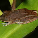 Rusty Tree Frog