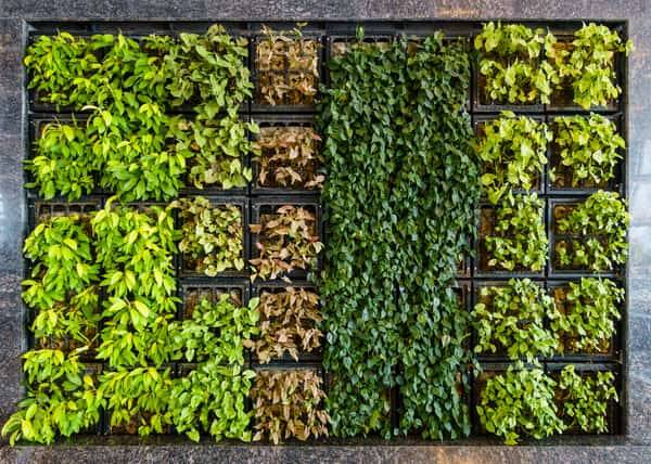 how to make an indoor wall garden