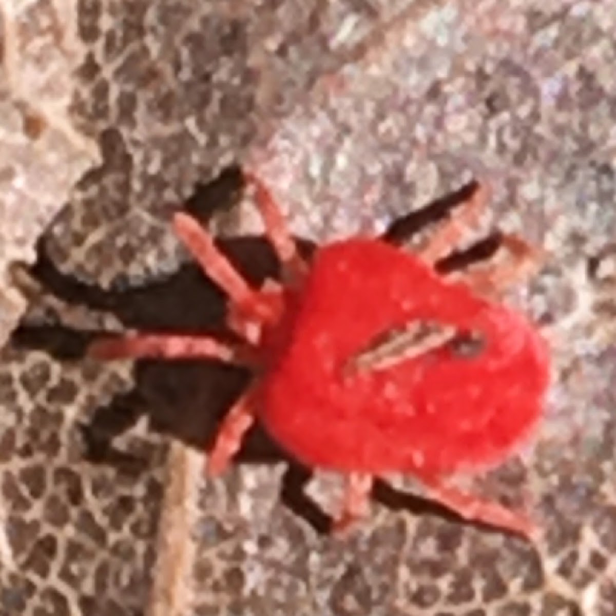 Red Velvet Mite