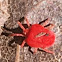 Red Velvet Mite