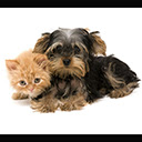 Yorkshire Terrier Wallpapers New Tab