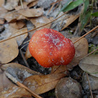 Russula