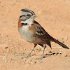 Rufous-collared sparrow (aka Andean sparrow)