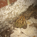 American Toad